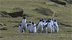 PenguinsRunningGifImage