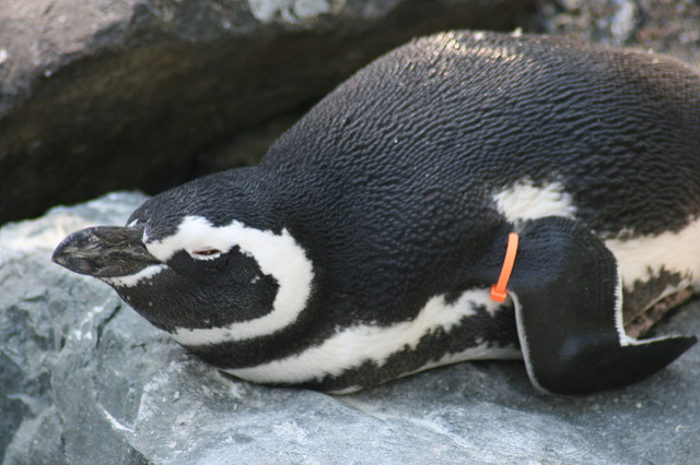 penguin breeder job in New Orleans